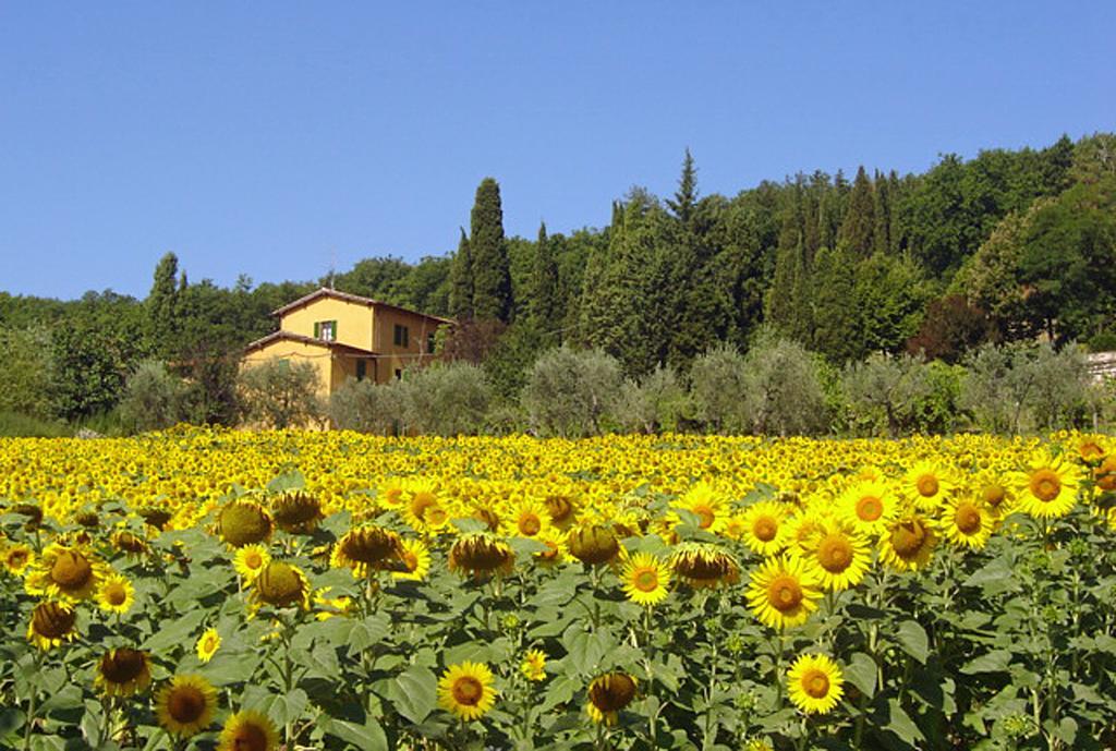 I Casali Del Trebbiolo Villa Molino del Piano Dış mekan fotoğraf